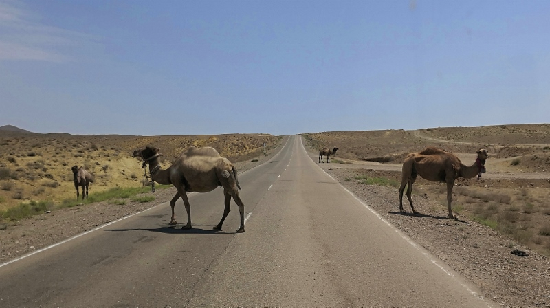 Viele Kamele kreuzen heute unseren Weg
