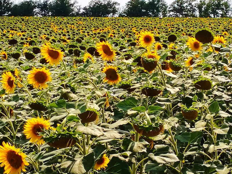 Sonnenblumenfelder soweit das Auge sieht