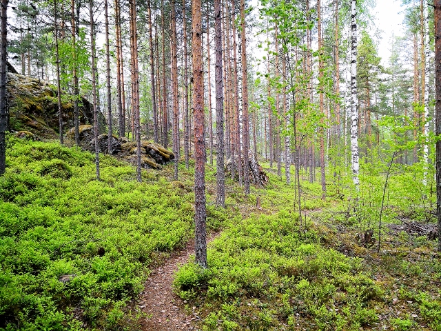 Die Wälder leuchten jetzt im Frühsommer hell grün