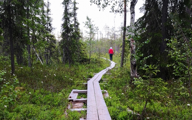 Die Holzstege führen kilometerlang durch Wald und Moor